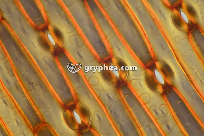 Stomates de feuille d'Iris x60 - gryphea.com